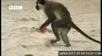 monkey-stealing-drink