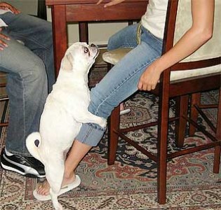 dog-humping-leg