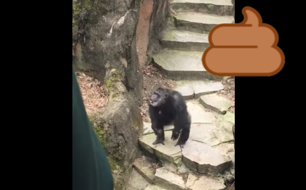 Monkey Poo Hits Grandma Is The Last Thing We Thought We'd Ever Have To