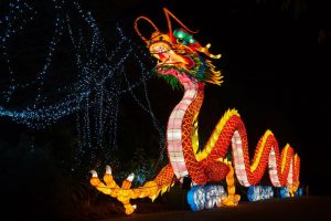 wild lights at dublin zoo