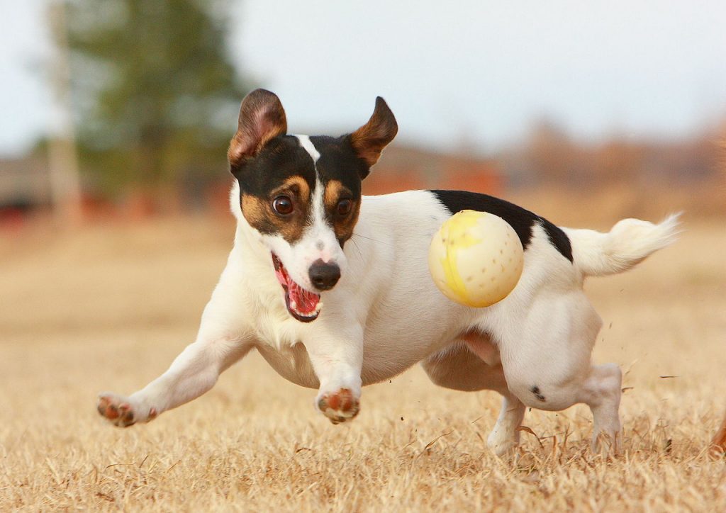 this-puppy-play-date-event-sounds-like-an-absolute-dream-collegetimes