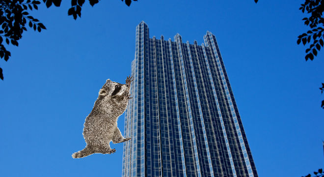 A Raccoon Scales A Giant Building And Becomes An Internet Sensation ...