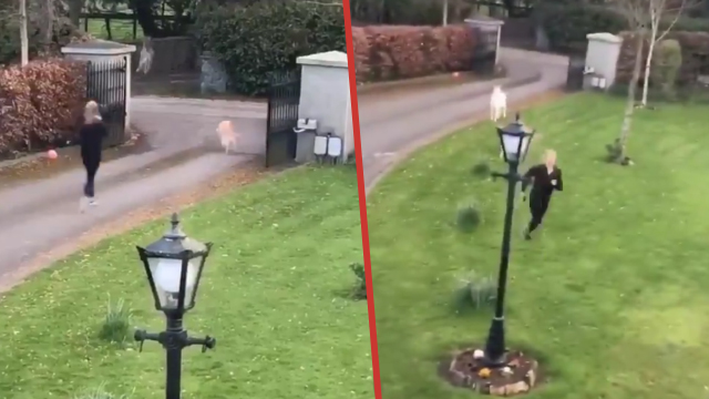 WATCH: Kildare Woman Being Chased By Goats Is Greatest Video You'll See ...